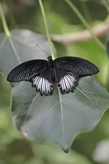 Mormon Prints: Scarlet Mormon Butterfly - resting on leaf, Emmen, Holland