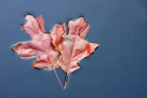 Scarlet Oak Leaves - in autumn colour floating on water