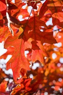 Images Dated 24th October 2008: Scarlet Oak Leaves - in autumn colour - Norfolk - UK