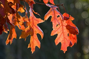 Images Dated 24th October 2008: Scarlet Oak Leaves - in autumn colour - Norfolk - UK