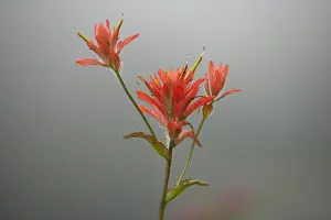 Paintbrush Prints: Scarlet Paintbrush Paradise, Mount Rainier National Park, Washington State, USA PL000357