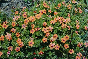 Images Dated 21st September 2004: Scarlet Pimpernel