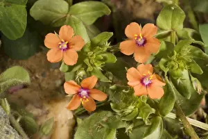 Pimpernel Prints: Scarlet pimpernel (Anagallis arvensis) in flower