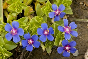 Images Dated 5th April 2007: Scarlet Pimpernel blue form