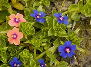 Pimpernel Prints: Scarlet Pimpernel both blue form (Anagallis arvensis ssp)