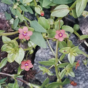 Pimpernel Prints: Scarlet Pimpernel Flower
