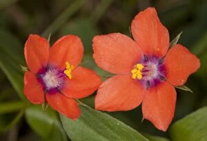 Images Dated 8th August 2010: Scarlet Pimpernel - flowers; used as weather forecaster. Dorset