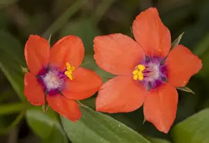 Pimpernel Prints: Scarlet Pimpernel - flowers; used as weather forecaster. Dorset