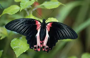 Swallowtail Prints: Scarlet Swallowtail Butterfly