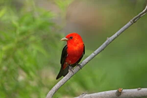 5 Gallery: Scarlet Tanager