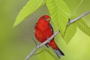 Images Dated 7th May 2010: Scarlet Tanager - adult male in breeding plumage - spring - Connecticut - USA