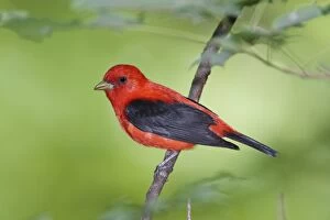 Images Dated 7th June 2009: Scarlet Tanager - male