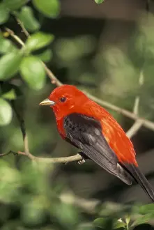 Tanager Prints: Scarlet Tanager Male. Hamden, Connecticut, USA