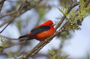 Images Dated 2nd June 2005: Scarlet Tanager - Male perched on branch Point Pelee, Ontario, Canada _TPL8188