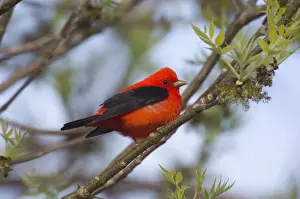 Scarlet Tanager - Male perched on branch Point Pelee, Ontario, Canada _TPL8188