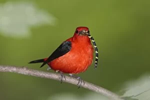 Scarlet Tanager - male with prey in beak (Tiger Spiketail Dragonfly)