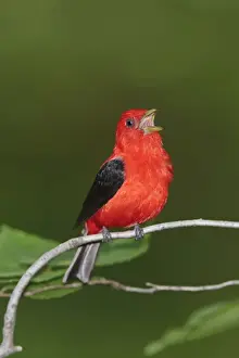 Tanager Prints: Scarlet Tanager - male singing - June - CT - USA