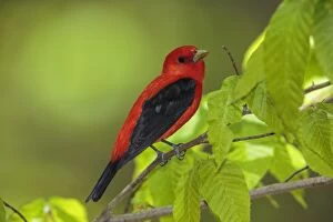 Scarlet Tanager Piranga olivacea Adult male in mixed f
