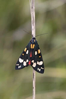 Scarlet Tiger Moth - Cornwall - UK