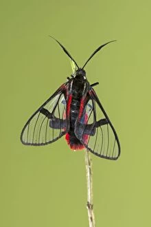 Scarlet-tipped Wasp Mimic Moth (Dinia eagrus)