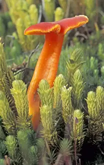 Waxcap Prints: Scarlet Waxcap - First stage of growth - The Netherlands, Flevopolder