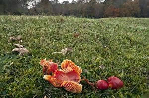Images Dated 24th November 2011: Scarlet Waxcaps - in old grazed grassland