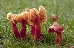 Images Dated 24th November 2011: Scarlet Waxcaps - in old grazed grassland