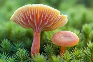 Scarlet waxy cap