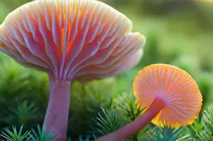 Waxcap Prints: Scarlet waxy cap