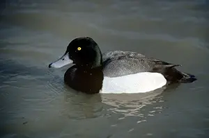 Scaup Prints: Scaup Duck - male