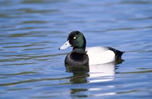Images Dated 9th August 2010: Scaup Duck - Norfolk