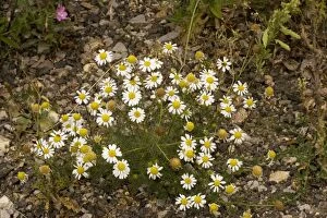 Images Dated 7th August 2006: Scentless mayweed