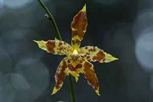 Sceptre Bearing Odontoglossum, orchid, Antioquia, Colombia