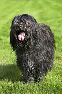 Schapendoes or Dutch Sheepdog