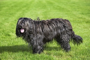 Schapendoes puppies sale cheap