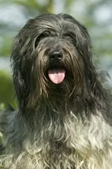 Schapendoes / Dutch Sheepdog