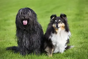 Dutch Sheepdogs Prints: Schapendoes or Dutch Sheepdog with Sheltie