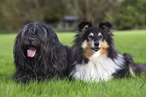 Schapendoes or Dutch Sheepdog with Sheltie