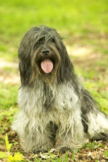 Schapendoes / Dutch Sheepdog - Sitting in grass Schapendoes / Dutch Sheepdog - Sitting in grass
