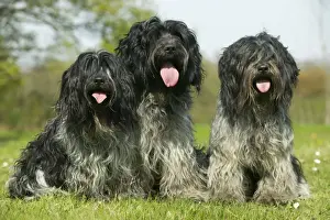 Schapendoes / Dutch Sheepdog Three together sitting in grass