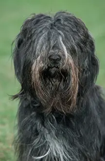 Schapendoes / Dutch Sheepdog - sitting in grass
