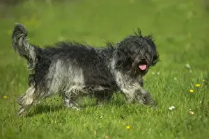 Wagging Prints: Schapendoes / Dutch Sheepdog Walking in grass