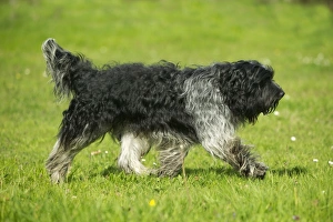 LA-974 Schapendoes / Dutch Sheepdog - walking in grass, side view Jean Michel Labat Please note that prints are for personal display purposes only and may not be reproduced in any way Schapendoes / Dutch Sheepdog - walking in grass, side view