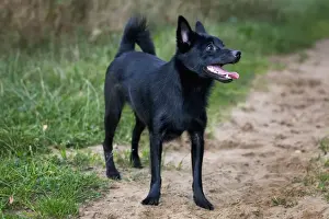Spitz Prints: Schipperke or Spitske