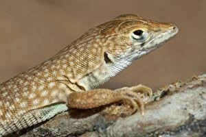 Images Dated 18th August 2012: Schmidt's Fringe Toed Lizard / White Spotted Lizard