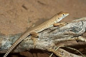 Images Dated 18th August 2012: Schmidt's Fringe Toed Lizard / White Spotted Lizard