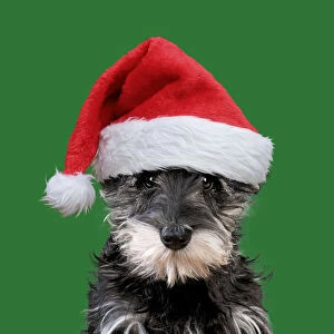 Schnauzer Dog, puppy wearing Christmas hat