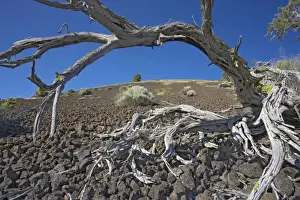 Regrowth Prints: Schonchin Butte (Volcanic one) Lava Beds National Monument California, USA LA000828