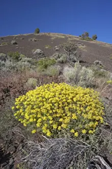 Regrowth Prints: Schonchin Butte (Volcanic one) Lava Beds Natuional Monument California, USA LA000825