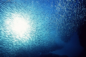 Fish Collection: School of Anchovies AU-1147